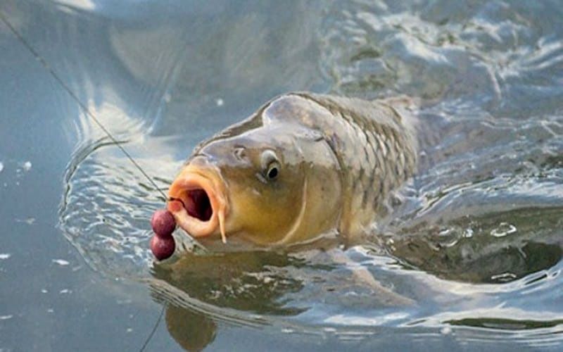 Ý nghĩa tâm linh của giấc mơ thấy câu được cá to