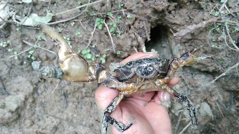 Nằm mơ thấy bắt cua đồng đánh con gì để trúng lớn?