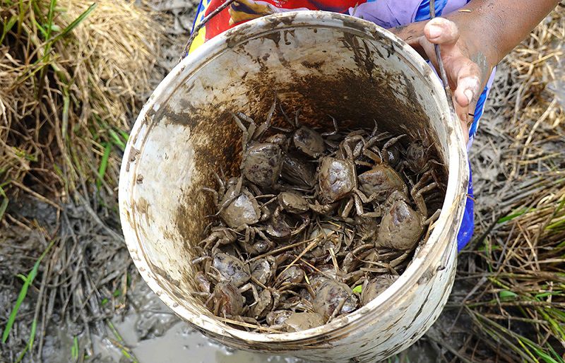 Nằm mơ thấy bắt cua đồng là điềm báo gì?