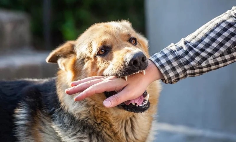 Ý nghĩa tâm linh của giấc mơ bị chó cắn vào tay