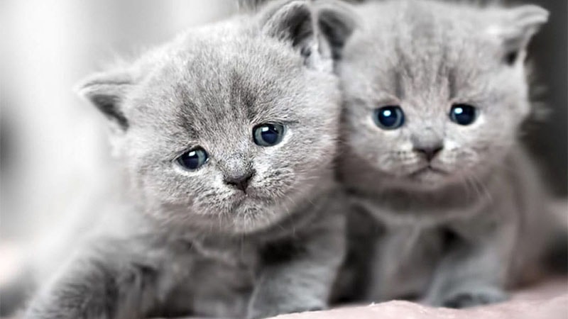 Ý nghĩa tâm linh của loài mèo trong giấc mơ