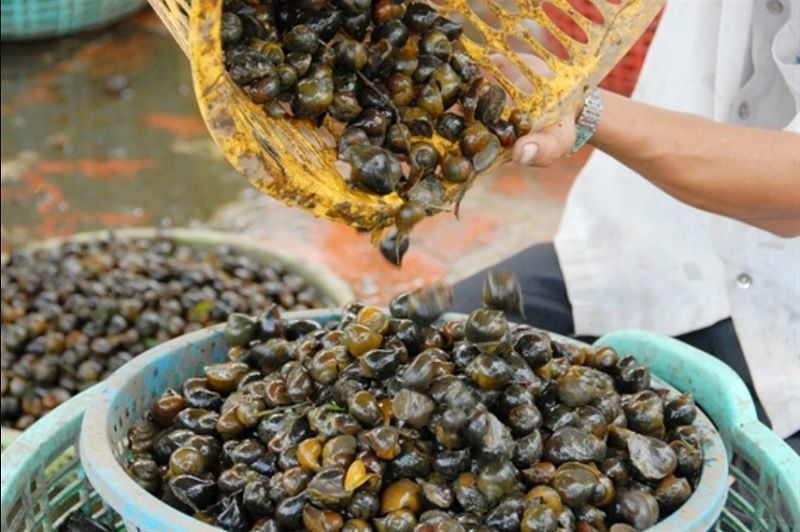 Nằm mơ thấy nhiều ốc đánh đề con gì? Bộ số tài lộc chi tiết