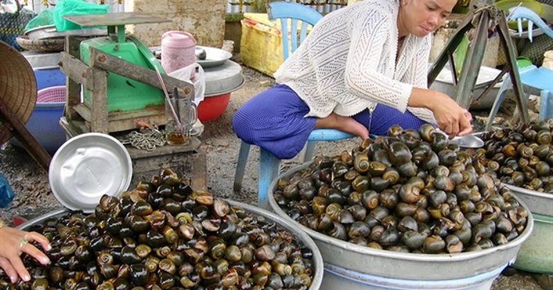 Giải mã ý nghĩa giấc mơ thấy nhiều ốc