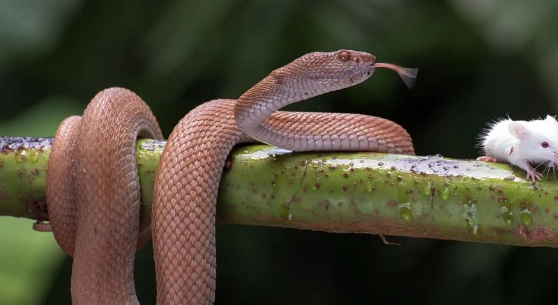 Ý nghĩa tâm linh của việc nằm mơ thấy rắnÝ nghĩa tâm linh của việc nằm mơ thấy rắn