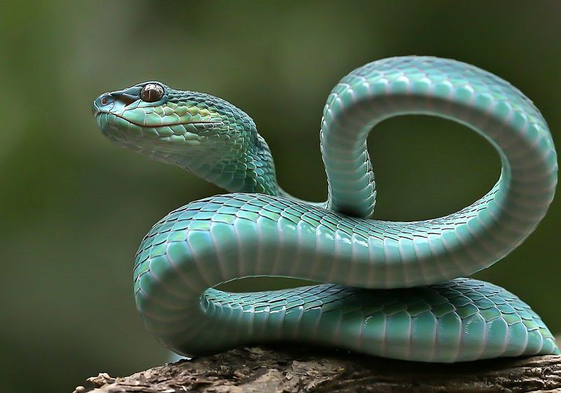 Tại sao bạn lại hay mơ thấy rắn?