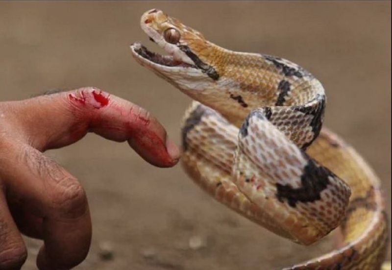 Màu sắc con rắn trong giấc mơ nói lên điều gì?