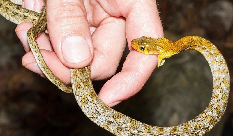 Giải mã chi tiết các trường hợp nằm mơ thấy rắn cắn vào tay